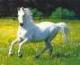 White_horse