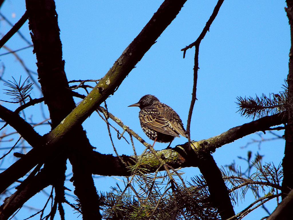 Click image for larger version

Name:	Sturnus_vulgaris_2.JPG
Views:	118
Size:	412,2 kB
ID:	1709527