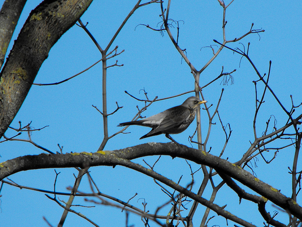 Click image for larger version

Name:	Turdus_pilaris.JPG
Views:	207
Size:	418,3 kB
ID:	1709525