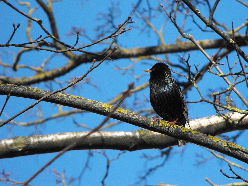 Click image for larger version

Name:	Sturnus_vulgaris_1.JPG
Views:	196
Size:	379,0 kB
ID:	1709526