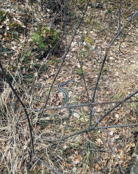 Click image for larger version

Name:	IMG_20190420_120459.jpg
Views:	467
Size:	259,0 kB
ID:	1717026