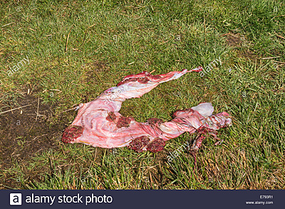 Click image for larger version

Name:	the-placenta-from-a-cow-E793R1.jpg
Views:	58
Size:	542,8 kB
ID:	1726424