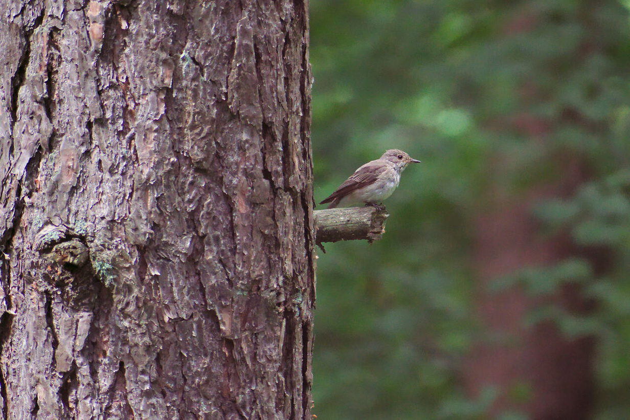Click image for larger version

Name:	Muscicapa_striata_2.jpg
Views:	188
Size:	521,3 kB
ID:	1791331