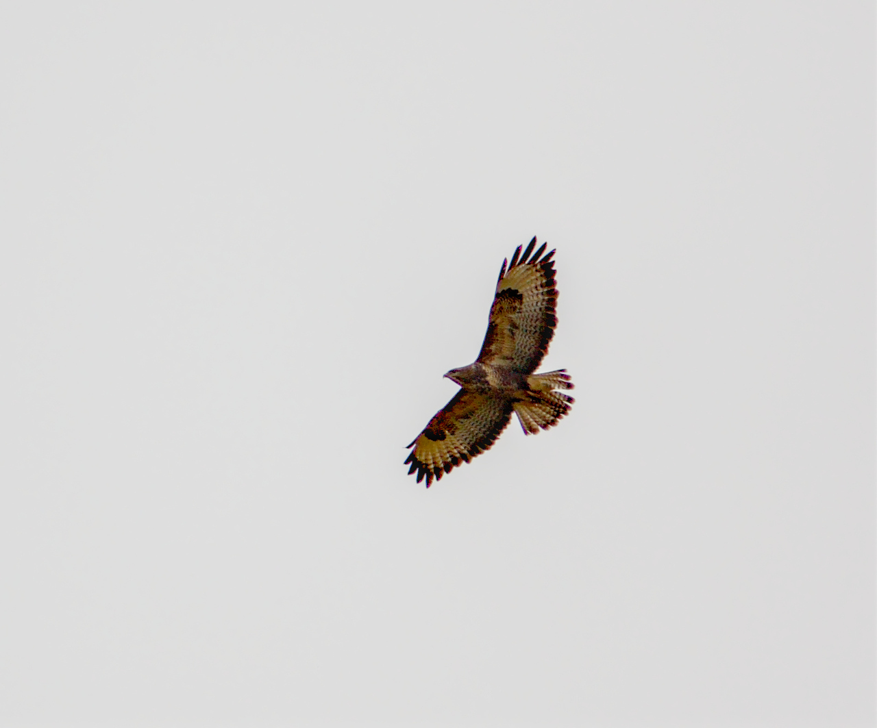 Click image for larger version

Name:	buteo_buteo.jpg
Views:	228
Size:	195,0 kB
ID:	1792481