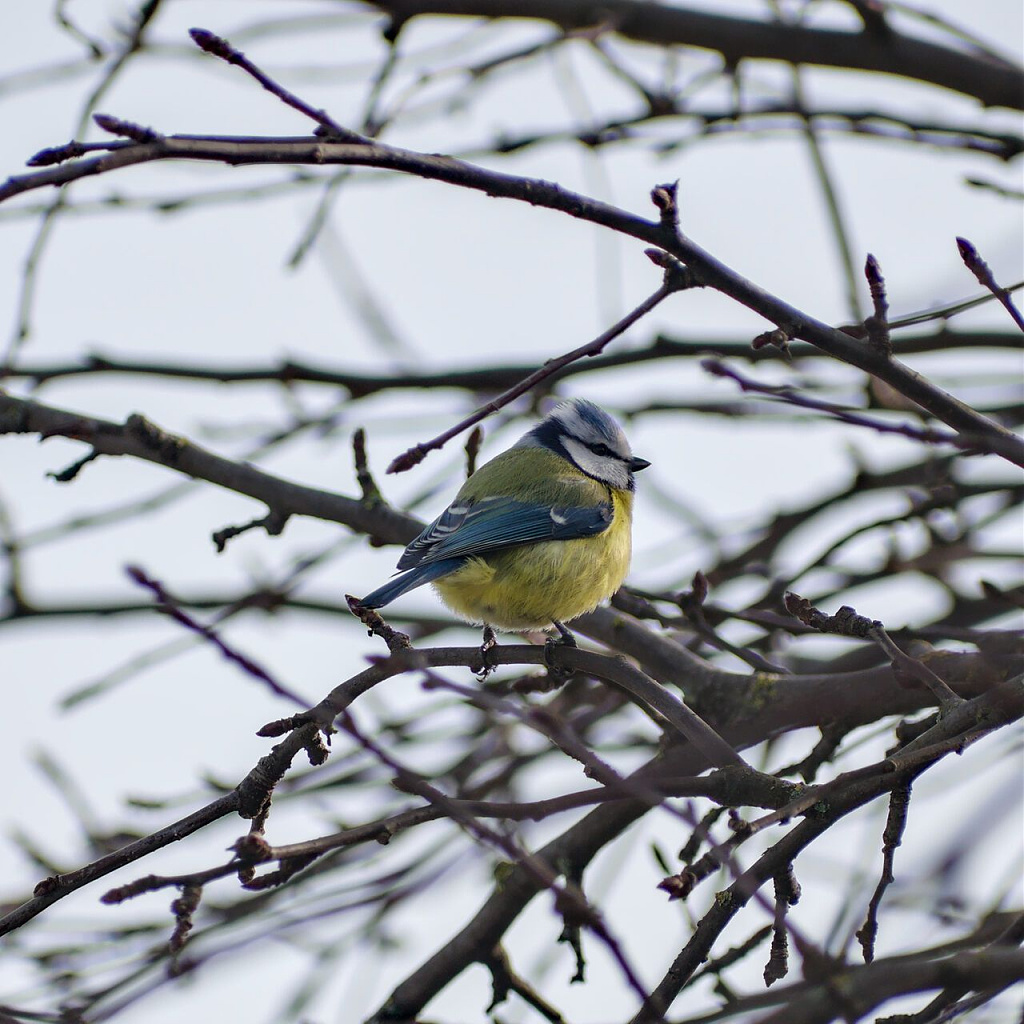 Click image for larger version

Name:	cyanistes_caeruleus.jpg
Views:	622
Size:	187,7 kB
ID:	1869247