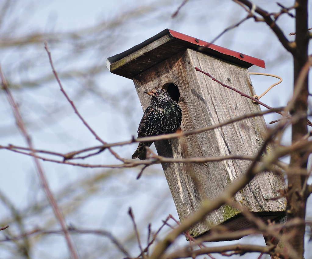 Click image for larger version

Name:	sturnus_vulgaris_5.jpg
Views:	501
Size:	184,5 kB
ID:	1869249