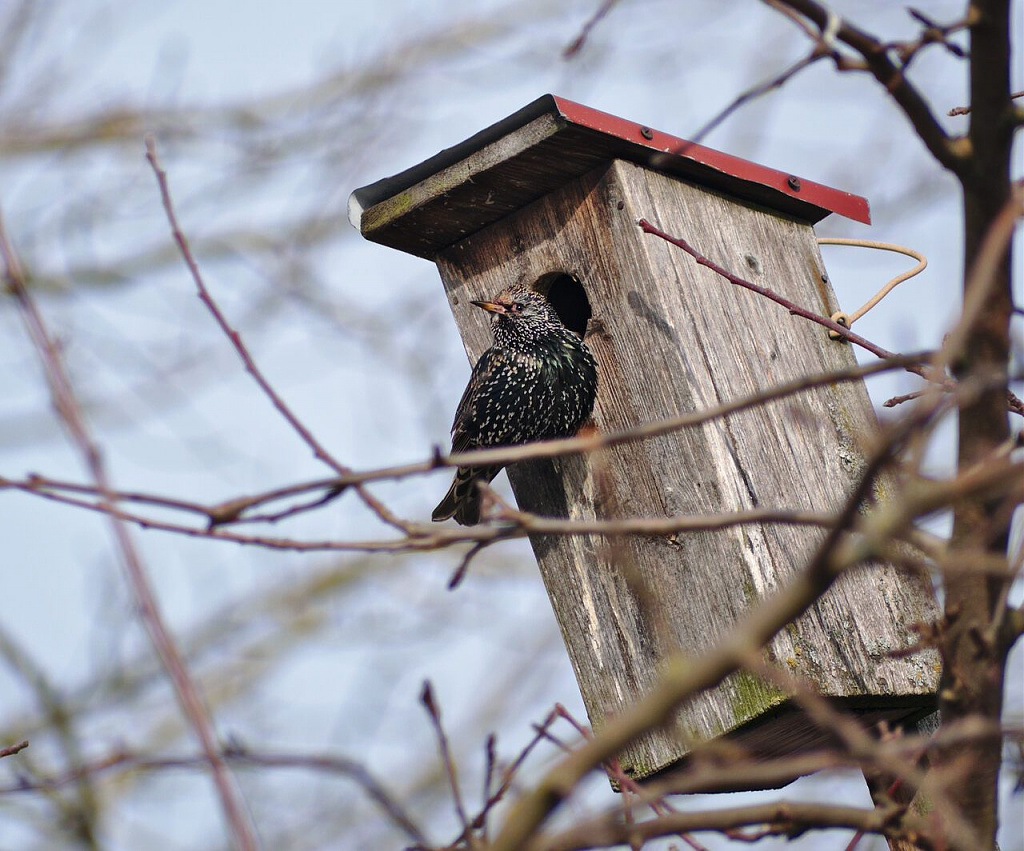 Click image for larger version

Name:	sturnus_vulgaris_5.jpg
Views:	401
Size:	184,5 kB
ID:	1869249