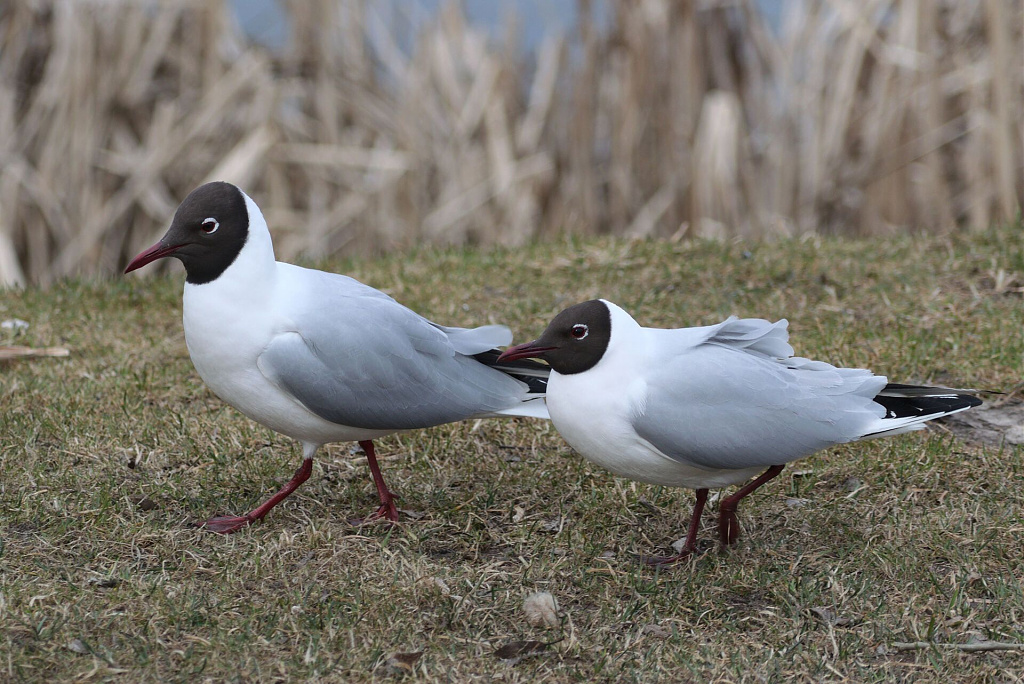 Click image for larger version

Name:	larus_ridibundus.jpg
Views:	319
Size:	361,6 kB
ID:	1998574