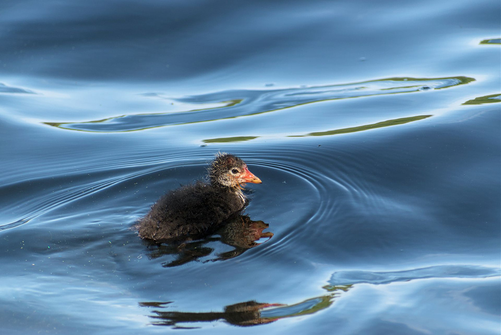 Click image for larger version

Name:	fulica_atra_11.jpg
Views:	210
Size:	189,8 kB
ID:	2096392