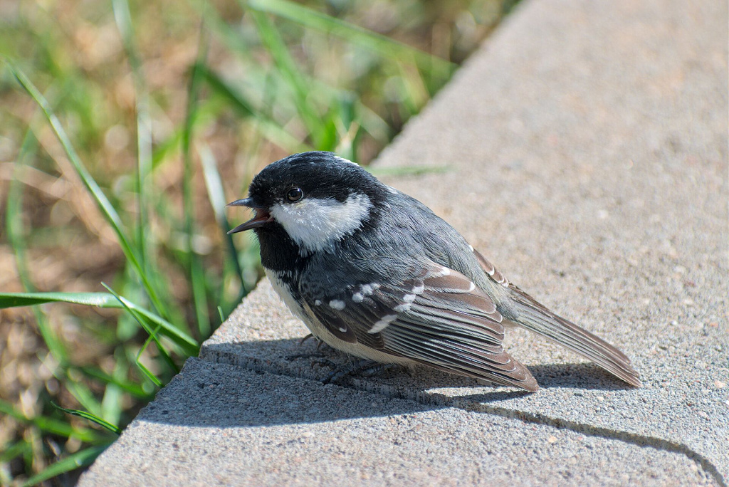 Click image for larger version

Name:	periparus_ater_1.jpg
Views:	209
Size:	376,9 kB
ID:	2096394