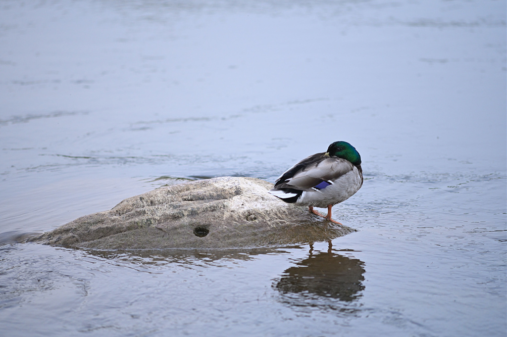 Click image for larger version  Name:	DSC_8152_611.JPG Views:	2 Size:	1,06 MB ID:	2198704