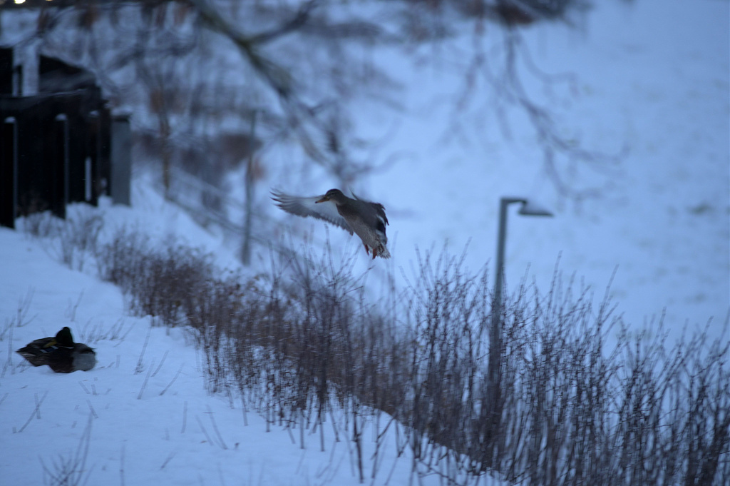 Click image for larger version

Name:	DSC_5561.JPG
Views:	17
Size:	760,4 kB
ID:	2240440