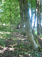Šilgaliai