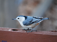 a.birds  01