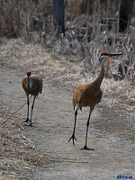 crane  05