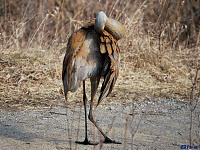 crane  10