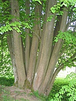 Prapuntų dvaras