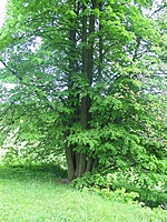 Dabravolės piliakalnis