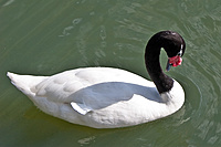 Gulbė