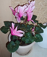 Ziemos stebuklas