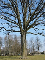 Kelmės dvaras