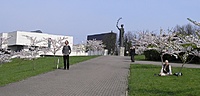 Sakuros