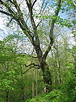 Jundeliškių dvaras