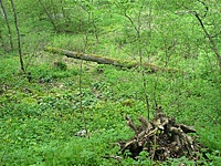 Jundeliškių dvaras
