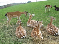 Mini zoo