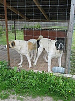 Mini zoo