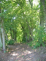 Buktos dvaras