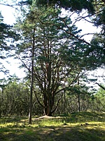 Juodkrante Smiltyne II(dvir) 2010 06 30 017