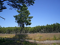 Juodkrante Smiltyne II(dvir) 2010 06 30 023
