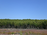 Juodkrante Smiltyne II(dvir) 2010 06 30 025