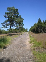 Juodkrante Smiltyne II(dvir) 2010 06 30 032