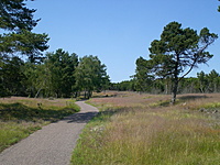 Juodkrante Smiltyne II(dvir) 2010 06 30 035