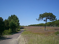 Juodkrante Smiltyne II(dvir) 2010 06 30 037