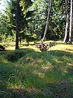 Juodkrante Smiltyne II(dvir) 2010 06 30 047