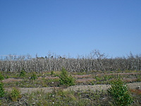 Juodkrante Smiltyne II(dvir) 2010 06 30 060