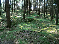 Juodkrante Smiltyne II(dvir) 2010 06 30 065