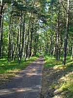 Juodkrante Smiltyne II(dvir) 2010 06 30 072