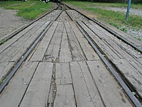 Suvalkų siaurukas