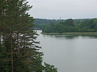 Suvalkų siaurukas