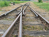 Suvalkų siaurukas