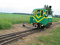 Suvalkų siaurukas