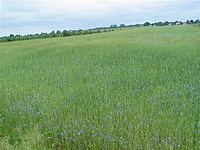 Suvalkų siaurukas