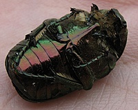 Paprastasis auksavabalis