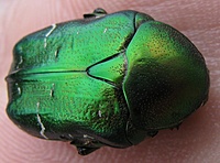 Paprastasis auksavabalis