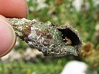 Krabas/vėžys? atsiskyrėlis