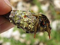 Krabas/vėžys? atsiskyrėlis